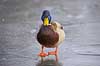 Gr�and. Gr�and andrik p� isen p� den tilfrosne s� M�llemosen Anas platyrhynchos M�llemose / M�l�v   fugle �nder, Andefugle, Anseriformes, Anatidae, gr��nder, vinter, frost, kulde