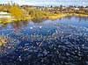 V�ge med fugle. Gr��nder, blish�ns og svaner har samlet sig i v�ge i isen p� den tilfrosne s� M�llemosen  M�llemose / M�l�v   fugle �nder, Andefugle, Anseriformes, Anatidae, gr��nder, vinter, frost, kulde