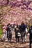 Kirseb�ralleen blomstrer. G�ster p� Kirseb�ralleen p� Bispebjerg Kirkeg�rd. De Japanske kirseb�rstr�er er sprunget ud. Pga Corona er all�en i 2021 ensrettet Prunus accelade Bispebjerg Kirkeg�rd / K�benhavn Danmark  Sev�rdigheder prydkirseb�r, kirseb�rblomster, blomster, gr�nne omr�der, frugttr�, japansk kirseb�rtr�, for�rsvejr, for�ret, parkliv, bypark, park, for�rsstemning, for�rssol, blomstert�ppe, g�tur, g�r tur, alle, all�, all�en, alleen, blomstrer, blomstrende, kirseb�ralle, kirseb�ralleen, kirseb�rall�, kirseb�rall�en, kirseb�rtr�erne, blomsterhav, sev�rdighed, attraktioner, attraktion, turistm�l, for�rsvarme, udflugtsm�l