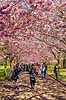 Kirseb�ralleen blomstrer. G�ster p� Kirseb�ralleen p� Bispebjerg Kirkeg�rd. De Japanske kirseb�rstr�er er sprunget ud. Pga Corona er all�en i 2021 ensrettet Prunus accelade Bispebjerg Kirkeg�rd / K�benhavn Danmark  Sev�rdigheder prydkirseb�r, kirseb�rblomster, blomster, gr�nne omr�der, frugttr�, japansk kirseb�rtr�, for�rsvejr, for�ret, parkliv, bypark, park, for�rsstemning, for�rssol, blomstert�ppe, g�tur, g�r tur, alle, all�, all�en, alleen, blomstrer, blomstrende, kirseb�ralle, kirseb�ralleen, kirseb�rall�, kirseb�rall�en, kirseb�rtr�erne, blomsterhav, sev�rdighed, attraktioner, attraktion, turistm�l, for�rsvarme, udflugtsm�l