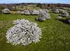 Almindelig hvidtj�rn. En fritst�ende tj�rn og i baggrunden tj�rnekrat p� gr�smark Crataegus laevigata M�l�v Danmark  planter Blomster, for�r, tr�er, dronefoto