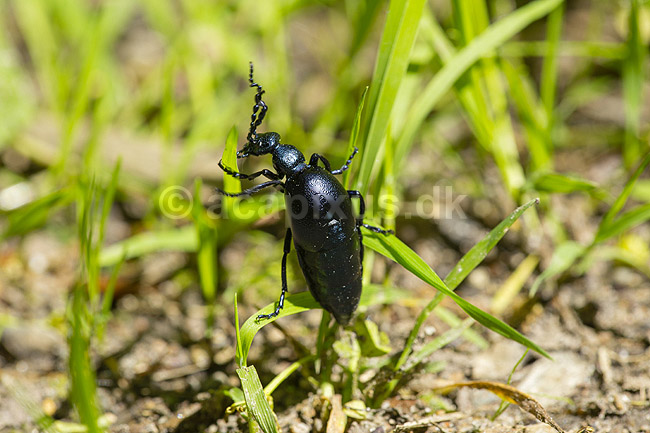 Bl� Oliebille. Oliebille p� sti i Hareskoven ved Jonstrup Hegn; Meloe violaceus; M�l�v; Danmark; ; insekter; biller, oliebiller