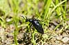 Bl� Oliebille. Oliebille p� sti i Hareskoven ved Jonstrup Hegn Meloe violaceus M�l�v Danmark  insekter biller, oliebiller