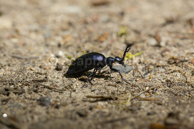 Bl� Oliebille. Oliebille p� sti i Hareskoven ved Jonstrup Hegn; Meloe violaceus; M�l�v; Danmark; ; insekter; biller, oliebiller