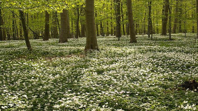 Anemoner. Hvide anemoner i skovbunden i b�geskov i Hareskoven; Anemone nemorosa; Hareskoven; Danmark; ; Planter; Ranunkel-familien, Ranunculaceae, Ranunkel-ordenen, Ranunculales, blomster, for�r, b�g, b�getr�, b�getr�er