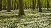 Anemoner. Hvide anemoner i skovbunden i b�geskov i Hareskoven Anemone nemorosa Hareskoven Danmark  Planter Ranunkel-familien, Ranunculaceae, Ranunkel-ordenen, Ranunculales, blomster, for�r, b�g, b�getr�, b�getr�er