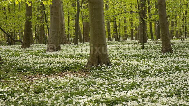Anemoner. Hvide anemoner i skovbunden i b�geskov i Hareskoven; Anemone nemorosa; Hareskoven; Danmark; ; Planter; Ranunkel-familien, Ranunculaceae, Ranunkel-ordenen, Ranunculales, blomster, for�r, b�g, b�getr�, b�getr�er