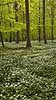 Anemoner. Hvide anemoner i skovbunden i b�geskov i Hareskoven Anemone nemorosa Hareskoven Danmark  Planter Ranunkel-familien, Ranunculaceae, Ranunkel-ordenen, Ranunculales, blomster, for�r, b�g, b�getr�, b�getr�er