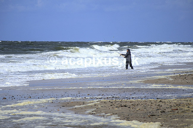 Lystfisker. Lystfisker fisker efter pigvar fra stranden n�r Hvidesande; ; Vesterhavet / Hvidesande; Danmark; ; ; Fiskeri, lystfiskeri, kystfiskeri, fiskestang, sportsfisker, sportsfiskeri
