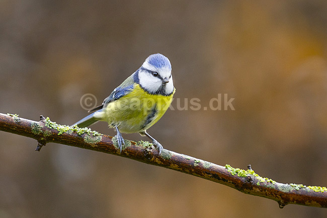 Bl�mejse. Bl�mejse fouragerer efter f�de en kold vinterdag; Cyanistes caeruleus; M�l�v; ; ; fugle; Bl�mejser, Mejser, Paridae, Spurvefugle, Passeriformes, Parus caeruleus