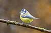 Bl�mejse. Bl�mejse fouragerer efter f�de en kold vinterdag Cyanistes caeruleus M�l�v   fugle Bl�mejser, Mejser, Paridae, Spurvefugle, Passeriformes, Parus caeruleus