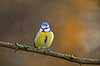 Bl�mejse. Bl�mejse fouragerer efter f�de en kold vinterdag Cyanistes caeruleus M�l�v   fugle Bl�mejser, Mejser, Paridae, Spurvefugle, Passeriformes, Parus caeruleus