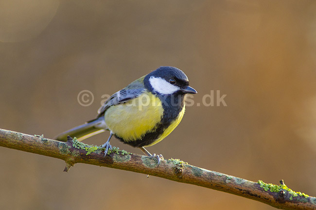 Musvit. Musvit fouragerer efter f�de en kold vinterdag; Parus major; M�l�v; ; ; fugle; Musvitter, Mejser, Paridae, Spurvefugle, Passeriformes