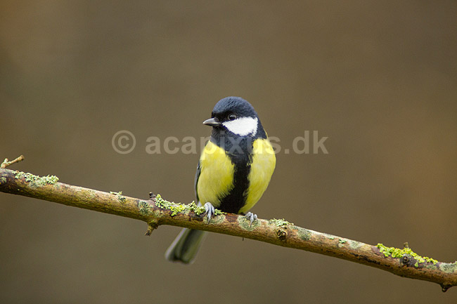 Musvit. Musvit fouragerer efter f�de en kold vinterdag; Parus major; M�l�v; ; ; fugle; Musvitter, Mejser, Paridae, Spurvefugle, Passeriformes