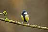 Musvit. Musvit fouragerer efter f�de en kold vinterdag Parus major M�l�v   fugle Musvitter, Mejser, Paridae, Spurvefugle, Passeriformes