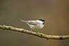 Sumpmejse. Sumpmejde, ogs� kendt som Gr�mejse, fouragerer efter f�de en kold vinterdag Poecile palustris M�l�v   fugle Sumpmejser, Gr�mejser, Mejser, Paridae, Spurvefugle, Passeriformes, Parus palustris