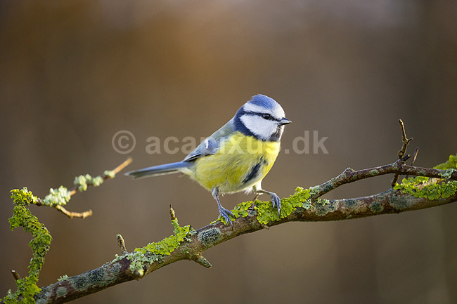 Bl�mejse. Bl�mejse fouragerer efter f�de en kold vinterdag; Cyanistes caeruleus; M�l�v; ; ; fugle; Bl�mejser, Mejse, Mejser, Paridae, Spurvefugl, Spurvefugle, Passeriformes, Parus caeruleus
