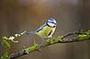 Bl�mejse. Bl�mejse fouragerer efter f�de en kold vinterdag Cyanistes caeruleus M�l�v   fugle Bl�mejser, Mejse, Mejser, Paridae, Spurvefugl, Spurvefugle, Passeriformes, Parus caeruleus