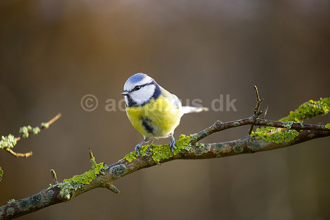 Bl�mejse. Bl�mejse fouragerer efter f�de en kold vinterdag; Cyanistes caeruleus; M�l�v; ; ; fugle; Bl�mejser, Mejse, Mejser, Paridae, Spurvefugl, Spurvefugle, Passeriformes, Parus caeruleus