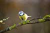 Bl�mejse. Bl�mejse fouragerer efter f�de en kold vinterdag Cyanistes caeruleus M�l�v   fugle Bl�mejser, Mejse, Mejser, Paridae, Spurvefugl, Spurvefugle, Passeriformes, Parus caeruleus
