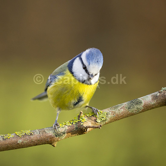 Bl�mejse. Bl�mejse fouragerer efter f�de en kold vinterdag; Cyanistes caeruleus; M�l�v; ; ; fugle; Bl�mejser, Mejse, Mejser, Paridae, Spurvefugl, Spurvefugle, Passeriformes, Parus caeruleus