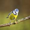 Bl�mejse. Bl�mejse fouragerer efter f�de en kold vinterdag Cyanistes caeruleus M�l�v   fugle Bl�mejser, Mejse, Mejser, Paridae, Spurvefugl, Spurvefugle, Passeriformes, Parus caeruleus