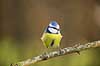 Bl�mejse. Bl�mejse fouragerer efter f�de en kold vinterdag Cyanistes caeruleus M�l�v   fugle Bl�mejser, Mejse, Mejser, Paridae, Spurvefugl, Spurvefugle, Passeriformes, Parus caeruleus