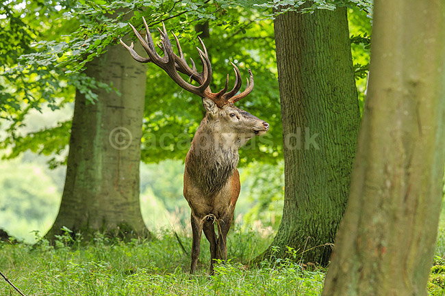 Kronhjort. Kronhjort i Dyrehaven i sit revir under brunstperioden; Cervus elaphus; J�gersborg Dyrehave / Sj�lland; ; ; pattedyr; Hjorte, kronhjorte, Cervidae, Parrett�ede hovdyr, Artiodactyla, Krondyr, Red deer, kronvildt, krondyr, kronhjorte, brunst, hjort, gevir