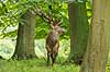 Kronhjort. Kronhjort i Dyrehaven i sit revir under brunstperioden Cervus elaphus J�gersborg Dyrehave / Sj�lland   pattedyr Hjorte, kronhjorte, Cervidae, Parrett�ede hovdyr, Artiodactyla, Krondyr, Red deer, kronvildt, krondyr, kronhjorte, brunst, hjort, gevir