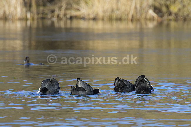 Blish�ns. Blish�ner poserer med vingerne p� vandet i territorialkamp ; Fulica atra; Skallemose S� / Hareskoven; ; ; fugle; Blish�ne, Vandh�ns, Rallidae, Tranefugle, Gruiformes