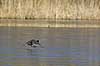 Blish�ne. Blish�ne l�ber over tynd is der kun lige kan b�re Fulica atra Skallemose S� / Hareskoven   fugle Blish�ns, Vandh�ns, Rallidae, Tranefugle, Gruiformes