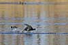 Blish�ns. Blish�ner l�ber p� vandet i territorialkamp  Fulica atra Skallemose S� / Hareskoven   fugle Blish�ne, Vandh�ns, Rallidae, Tranefugle, Gruiformes