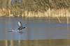 Blish�ne. Blish�ne l�ber over tynd is der kun lige kan b�re Fulica atra Skallemose S� / Hareskoven   fugle Blish�ns, Vandh�ns, Rallidae, Tranefugle, Gruiformes
