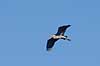 Fiskehejre. Fiskehejre flyvende over Skallemose S� i Hareskoven Ardea cinerea, Ardeidae Skallemose S� / Hareskoven   fugle Hejrer, Ardeidae, Storkefugle, Ciconiiformes