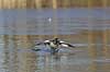 Gr�strubet lappedykker. Gr�strubet lappedykker letter fra Skallemose S� i Hareskoven Podiceps griseigena Skallemose S� / Hareskoven   fugle Lappedykkere, Podicipedidae, Podicipediformes