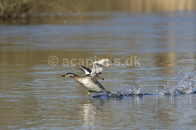 Gr�strubet lappedykker. Gr�strubet lappedykker letter fra Skallemose S� i Hareskoven; Podiceps griseigena; Skallemose S� / Hareskoven; ; ; fugle; Lappedykkere, Podicipedidae, Podicipediformes