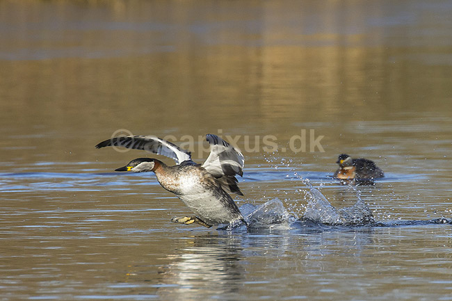Gr�strubet lappedykker. Gr�strubet lappedykker letter fra Skallemose S� i Hareskoven; Podiceps griseigena; Skallemose S� / Hareskoven; ; ; fugle; Lappedykkere, Podicipedidae, Podicipediformes