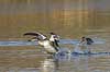 Gr�strubet lappedykker. Gr�strubet lappedykker letter fra Skallemose S� i Hareskoven Podiceps griseigena Skallemose S� / Hareskoven   fugle Lappedykkere, Podicipedidae, Podicipediformes