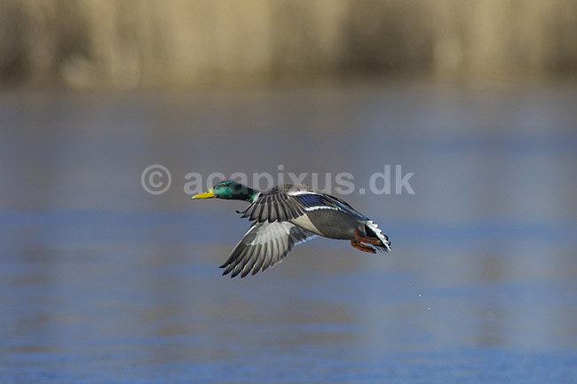 Gr�and. Gr�and andrik flyver over Skallemose S� i Hareskoven; Anas platyrhynchos; Skallemose S� / Hareskoven; ; ; fugle; �nder, Andefugle, Anseriformes, Anatidae, gr��nder