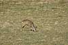 R�buk. R�dyr / r�buk gr�sser p� �ben mark i udkanten af Hareskoven Capreolus capreolus Hareskoven / Jonstrup   pattedyr Hjorte, Cervidae, Parrett�ede hovdyr, Artiodactyla