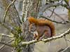 R�dt egern. R�dt egern spiser en n�d Sciurus vulgaris Pr�stes� / V�rl�se   pattedyr Sciuridae, Gnavere, Rodentia