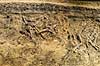 Ladby Skibet. Skeletter af h�vdingens heste. Skibsgrav fra vikingetiden - vikingeh�vding gravlagt i sit skib med heste og hunde i vikingetiden  Vikingemuseet Ladby / Kerteminde Danmark  sev�rdigheder Nationalmuseet, gravh�j, vikinger, konger, h�vdinger, vikingeskibe, Ladbykongen