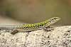 Italiensk murfirben. Murfirben / Italian Wall Lizard i Palermo Botanisk Have / Orto botanico.  Podarcis siculus Palermo / Sicilien Italien  krybdyr Firben, Lacertidae