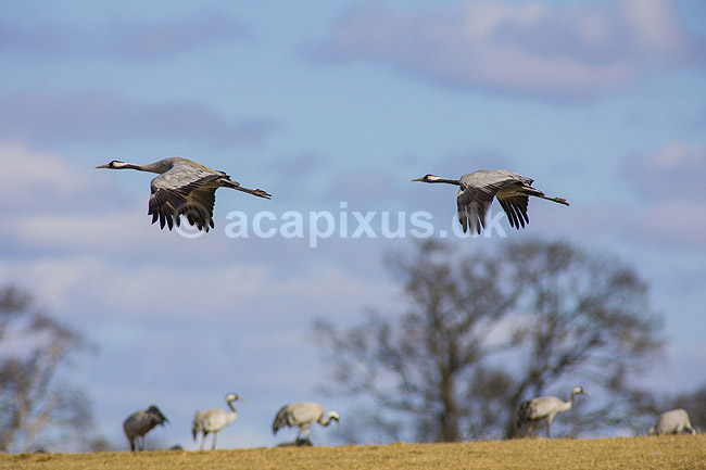 Traner. Traner flyver over dansepladsen ved Hornborga S�en; Grus grus; Hornborga s�en / Hornborgasj�n; Sverige; ; fugle; Tranefugle, Gruidae, Traner