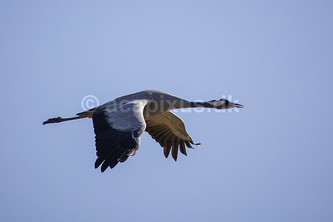 Trane. Trane flyver over dansepladsen ved Hornborga S�en; Grus grus; Hornborga s�en / Hornborgasj�n; Sverige; ; fugle; Tranefugle, Gruidae, Traner