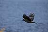 Gr�krage. Krage flyver over Pr�stes� Corvus corone Pr�stes� / V�rl�se   fugle 