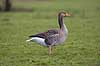 Gr�g�s. Gr�g�s p� gr�seng ved Utterslev Mose Anser anser Utterslev Mose Danmark  fugle Egentlige andefugle, Anatidae, Anseriformes, g�s, g�s, gr�g�s, gr�g�s