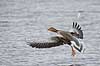 Gr�g�s. Gr�g�s parat til landing p� vandet i Utterslev Mose Anser anser Utterslev Mose Danmark  fugle Egentlige andefugle, Anatidae, Anseriformes, g�s, g�s, gr�g�s, flyvning, fugleflugt, gr�g�s
