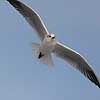 H�ttem�ge i vinterdragt. H�ttem�ge i vinterdragt flyver en kold vinterdag over isen p� den tilfrosne s� M�llemosen  Larus ridibundus M�llemosen / M�l�v Danmark  fugle M�gefugle, Laridae, Charadriiformes, flyvning, fugleflugt, vingeslag, H�ttem�ger
