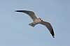 Stormm�ge. Stormm�ge flyver en kold vinterdag Larus canus M�llemosen / M�l�v Danmark  fugle M�gefugle, Laridae, Charadriiformes, flyvning, fugleflugt, vingeslag